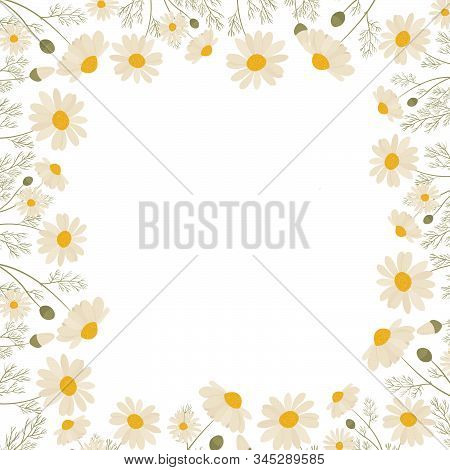 Chamomile Frame Isolated On White Background. Vector Illustration Of White Daisy Flowers. Design For