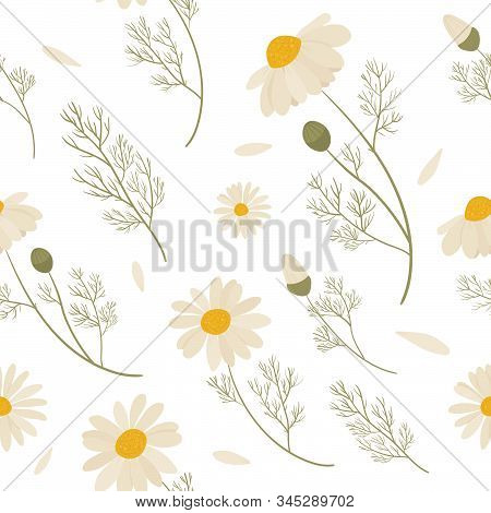 Chamomile Seamless Pattern. Vector Illustration Of White Daisy Flowers. Design For Herbal Tea, Natur