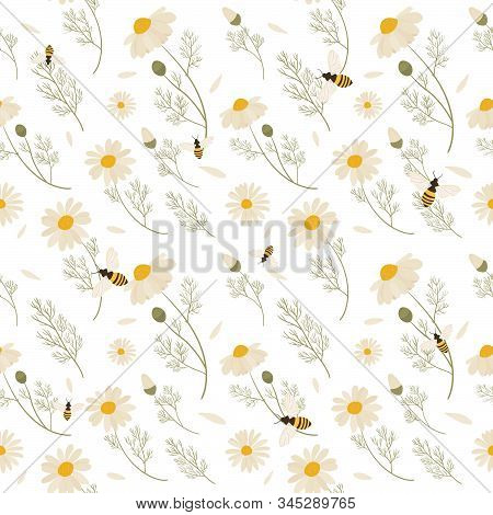 Chamomile Seamless Pattern. Vector Illustration Of White Daisy Flowers. Design For Herbal Tea, Natur
