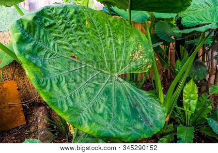 Closeup Of The Leaf Of A Giant Taro Plant, Popular Tropical Plant Specie From Australia