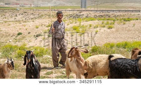 Shiraz, Iran - May 2019: Qashqai Turkish Shephard Man With His Goats
