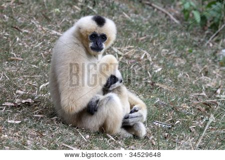 Valkoinen Cheeked Gibbon tai Lar Gibbon vauvan kanssa