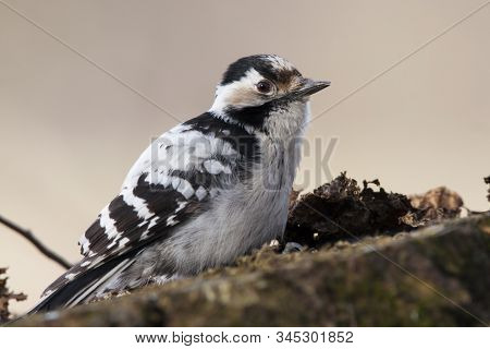 Lesser Spotted Woodpecker Feeding On Old Rotten Tree Stump. Cute And Funny Small Pickle. White And B