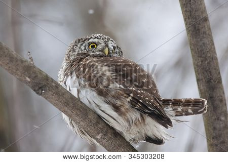 Eurasian Pygmy Owl With Snow On Face Sitting On Branch In Winter. Cute Little Night Hunter. Smallest