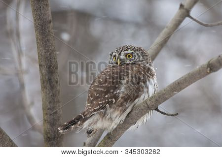Eurasian Pygmy Owl With Snow On Face Sitting On Branch In Winter. Cute Little Night Hunter. Smallest