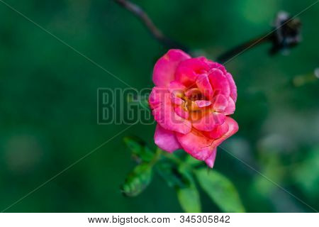 Top View Of Beautiful Pink Rose In The Garden. Winter And Autumn Concept