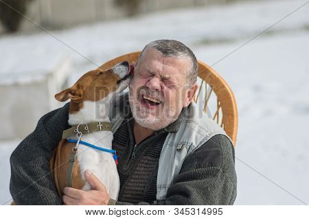 Cute Basenji Dog Licks Master Ear Discharging Its Everyday Obligations For The Contented Leader