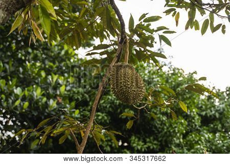 Durian - King Of Tropical Fruit, On A Tree Branch In The Orchard. Fresh Durian On A Tree In Gardenin
