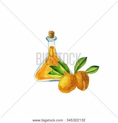 Watercolor Drawing Argan Oil, Bottle Of Vegetable Oil And Nuts Of Argania , Hand Drawn Illustration