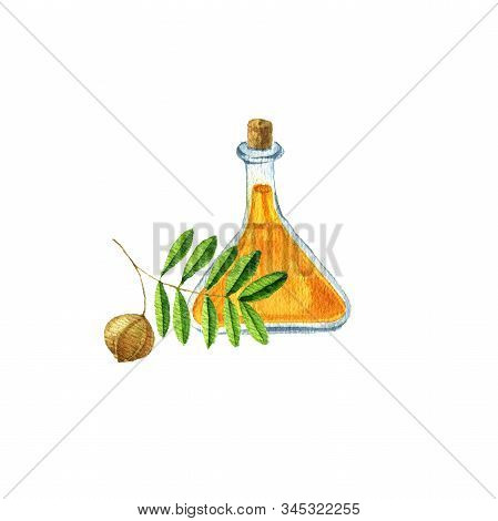 Watercolor Drawing Carapa Oil, Bottle Of Vegetable Oil And Carapa Branch, Hand Drawn Illustration