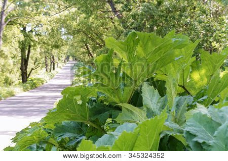 Cow Parsnip Sosnowski On The Side Of The Road, Thickets Of Poisonous Cow Parsnip Sosnowski At The Ed