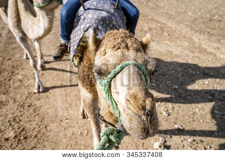 Riding A Dromedary Camel On Agafay Desert , Marrakech, Morocco