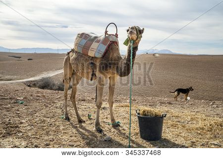 Dromedary Camel On Agafay Desert , Marrakech, Morocco