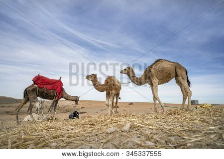 Dromedary Camel On Agafay Desert , Marrakech, Morocco