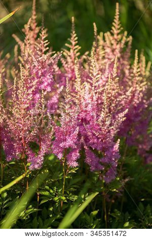Flowers Of Lilac Astilbe. Astilbe Panicle Inflorescences Close-up