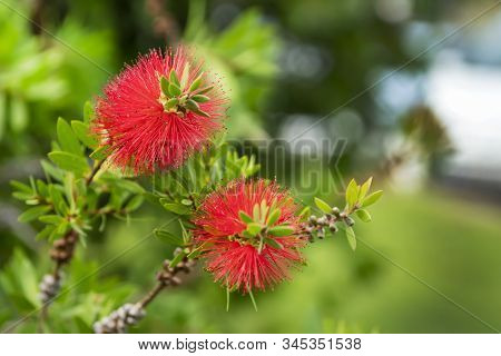 Callistemon Branch With Red Exotic Flowers. Selective Focus.