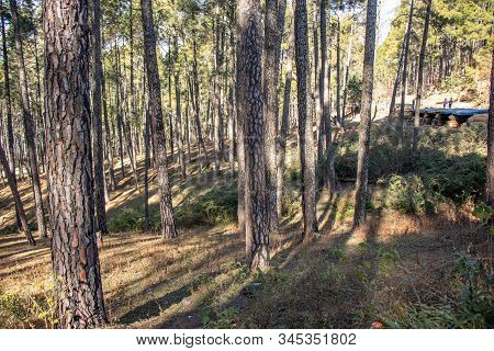 A Beautiful View Of A Forest With Tall Pine Trees With Sky In The Background