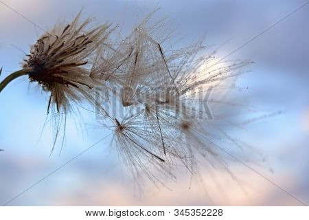 A Plant With Fluffy Seeds Against Sun And Sky During The Dawn, Meditative Summer Zen Background.