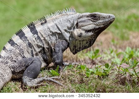 Black Spiny-tailed Iguana Resting In Grass On A Sunny Day In Belize.