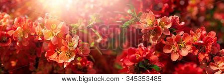 Banner 3:1. Close-up Red Flowers Of Chaenomeles Japonica Shrub (japanese Quince Or Maule's Quince). 