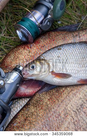 Single Freshwater White Bream Or Silver Bream On Pile Of Bronze Breams Or Carp Breams On Green Grass