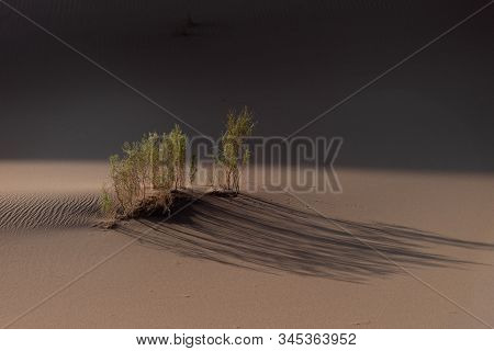 The Plants Which Are Living In The Lut Desert