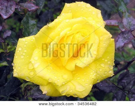 Rose Crimea