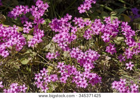 Trifolium Flower In A Garden