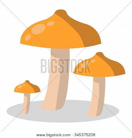Forest Mushroom, Kinds Of Mushrooms. Boletus, Mushroom Chanterelle, Orange-cap Boletus
