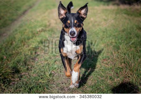 Happy Dog Is Running With Flappy Ears Trough A Garden With Green Grass