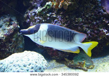 The Tropical Fish In Aquarium, Berlin (germany)