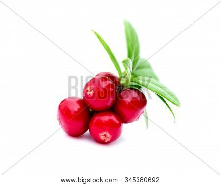 Cowberry (foxberry, Lingonberry) With Leaves  Isolated On White Background. Wild Berry Cowberry With