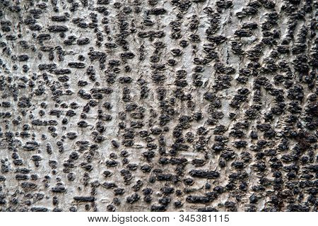 Close-up Of Tree Bark With Texture On Colorful Background Of Phyllocarpus Septentionalis Donn.smith.