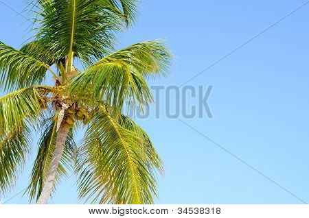 Palmetræ og Sky