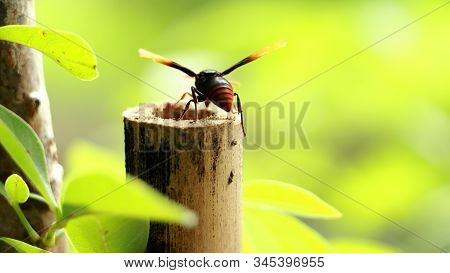 Macro Side Vide Of Paper Wasp On Brown Leaf