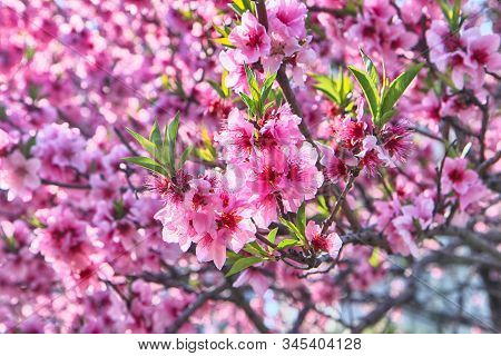 Red Plum Blossoms Blooming In Suyeonggang River , Busan, South Korea, Asia.