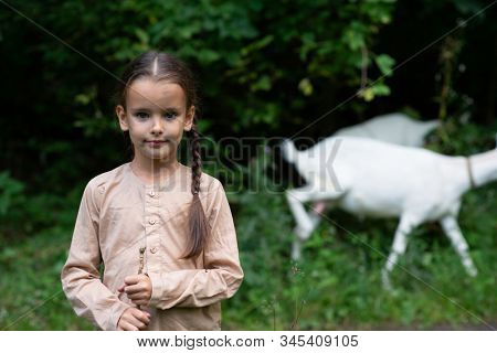 Little girl goatherd in forest. Cute girl with beautiful but dirty face grazing goats, summer outdoor