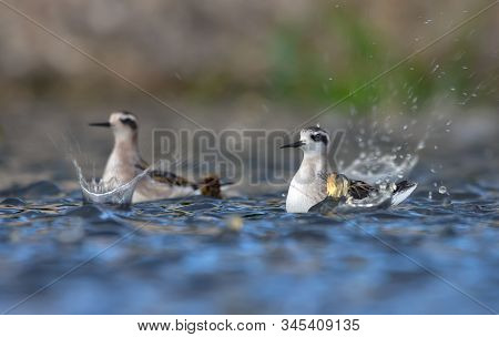 Two Young Red-necked Phalaropes Swim In Very Heavy Rain Storm With Big Splashes