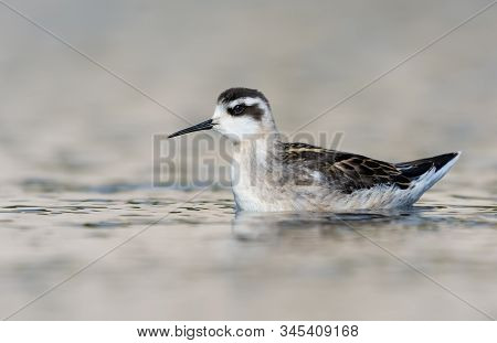 Red-necked Phalarope Swims On Light Water Pond In Summer Time