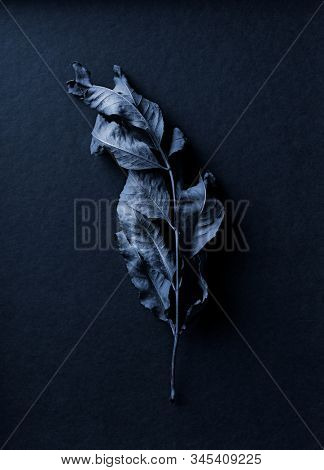 Blue toned dry leaf on dark blue background. Still life