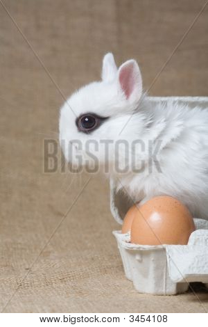 Witte Bunny In de Eggbox