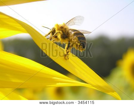 En bi er i Pollen