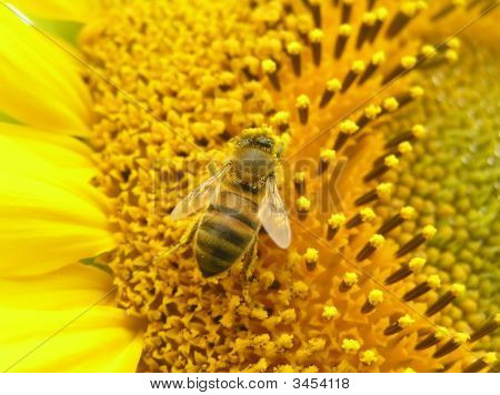 Bi på blomsterstand af solsikke