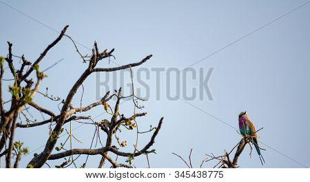 Carraca Lila, Coracias Caudatus Elegant Blue Plumage Perched On The Tree Branch