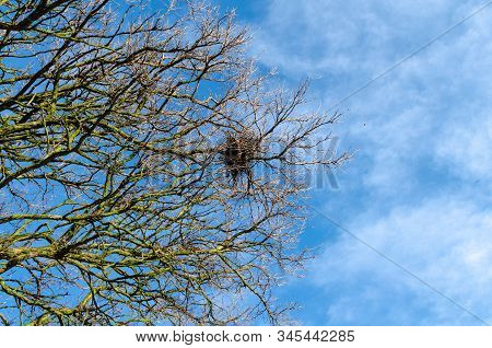 Bird Nest On The Baren Branches Of A Tree In Spring With Blue Sky