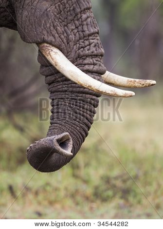 Tronco di un elefante