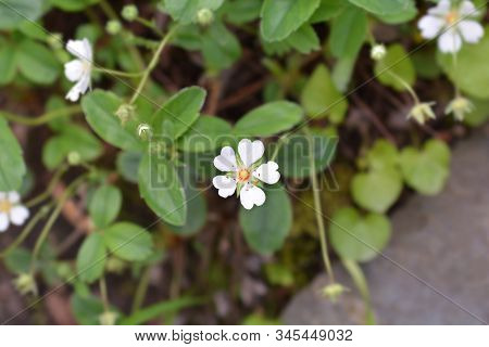 Close Up Rock Cinquefoil White Flower - Latin Name - Potentilla Rupestris
