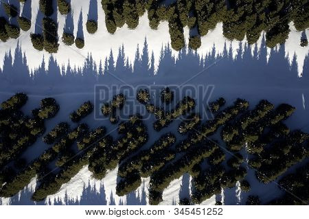 Shadow Of Pine Trees Aerial View. Winter Landscape.