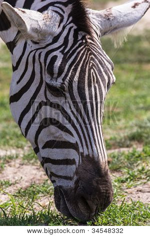 Chiudere Look a una Zebra