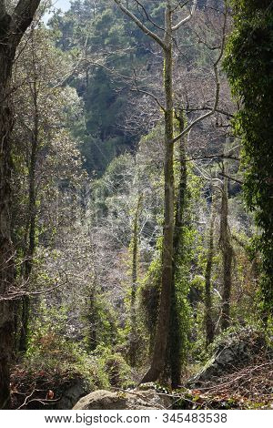Caledonia falls trail, Troodos mountain, Cyprus                            